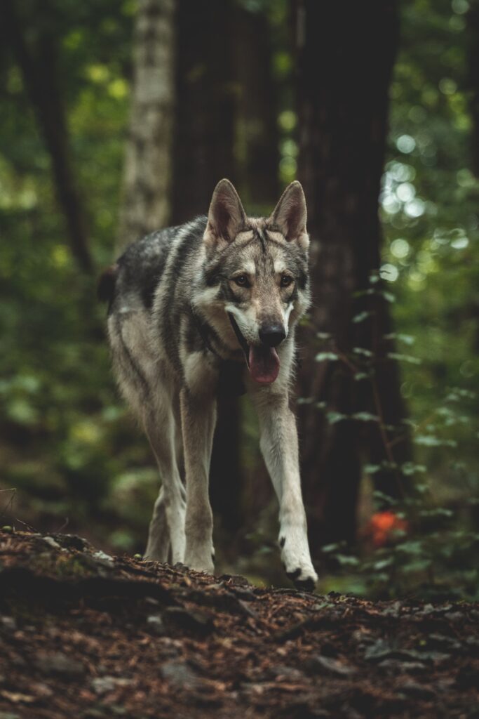 wolfdog - wilczak
